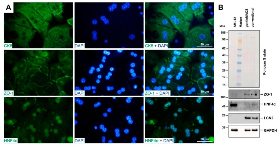 图5：肝细胞特异性标志物表达