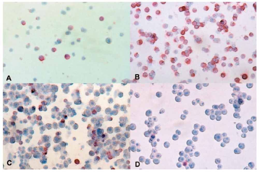 图1：ED-2 免疫细胞化学染色鉴定 KC 分布