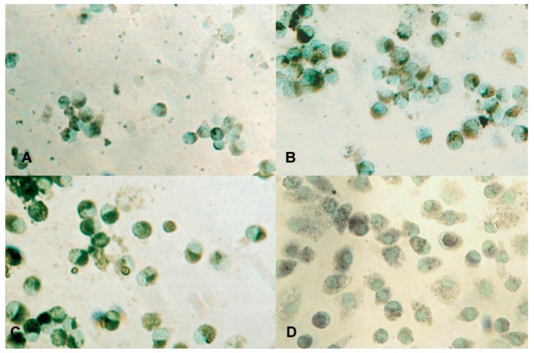 图2：非特异性酯酶组织化学染色
