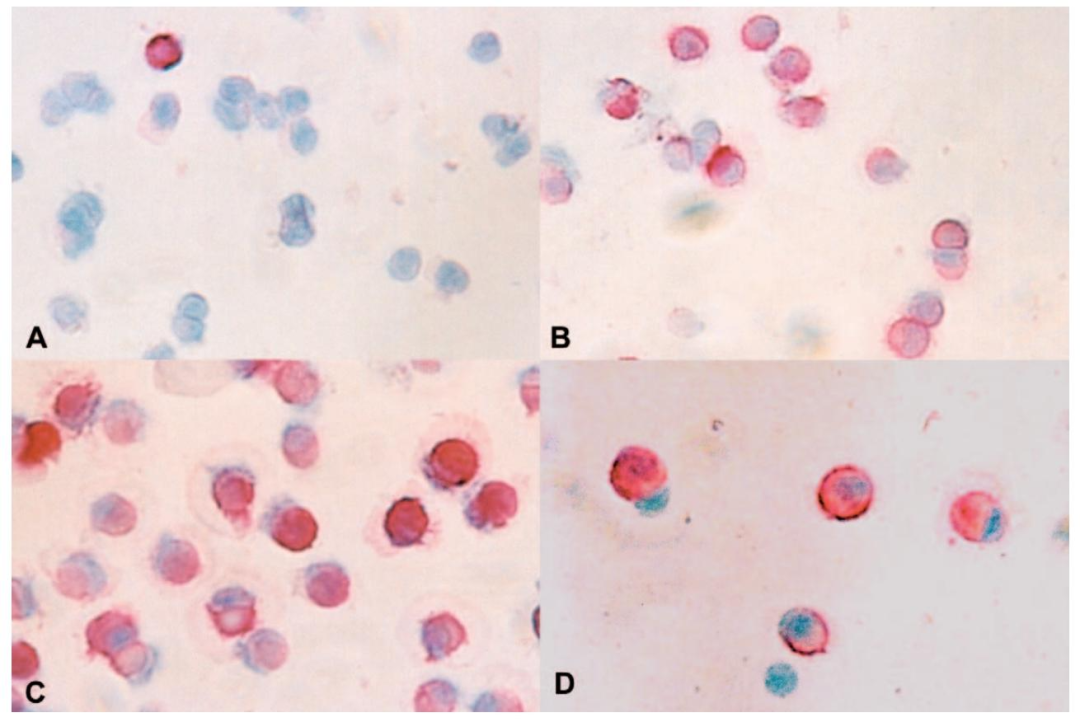 图3：不同淘洗组分的 ED-2 免疫染色
