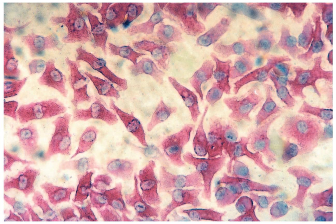 图4：培养后 KC 的 ED-2 免疫染色