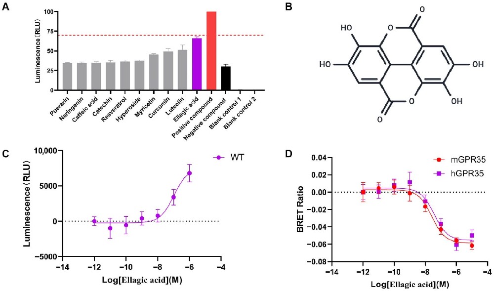 图1 基于 NanoLuc 的 NanoBiT 筛选鉴定 EA 为 GPR35 强效激动剂