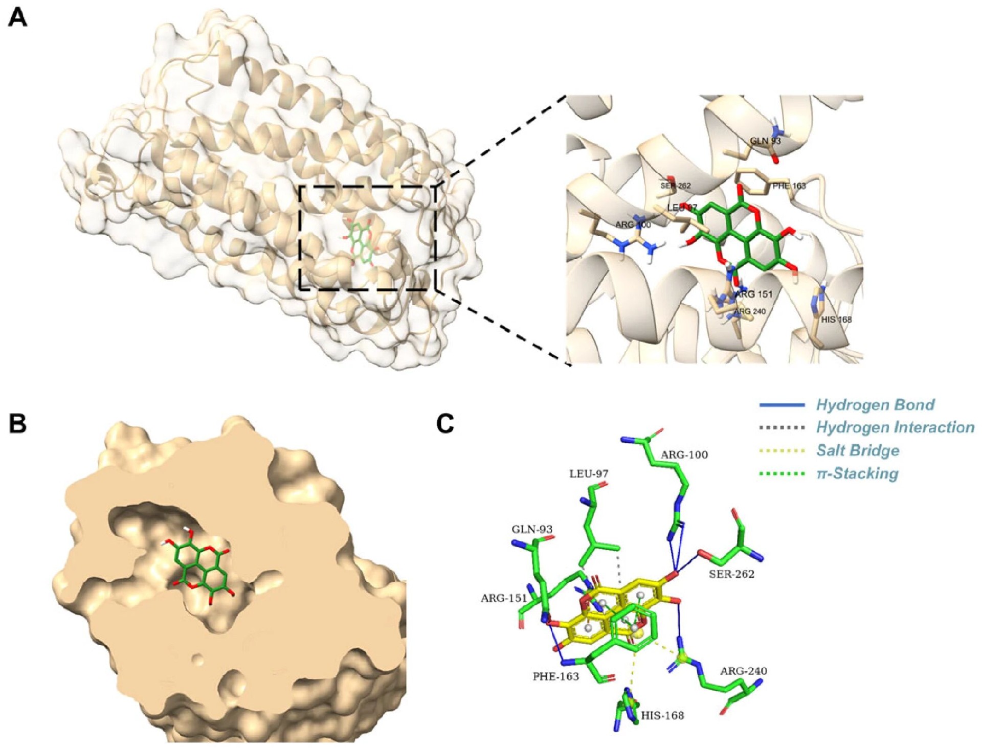 图2 EA 与 GPR35 的分子对接结合模式解析