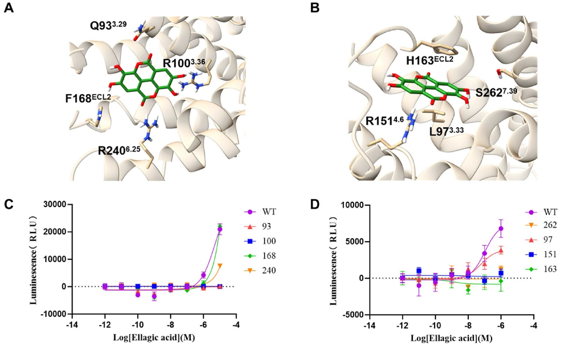 图3 定点突变结合 NanoLuc 实验验证 GPR35 关键结合位点