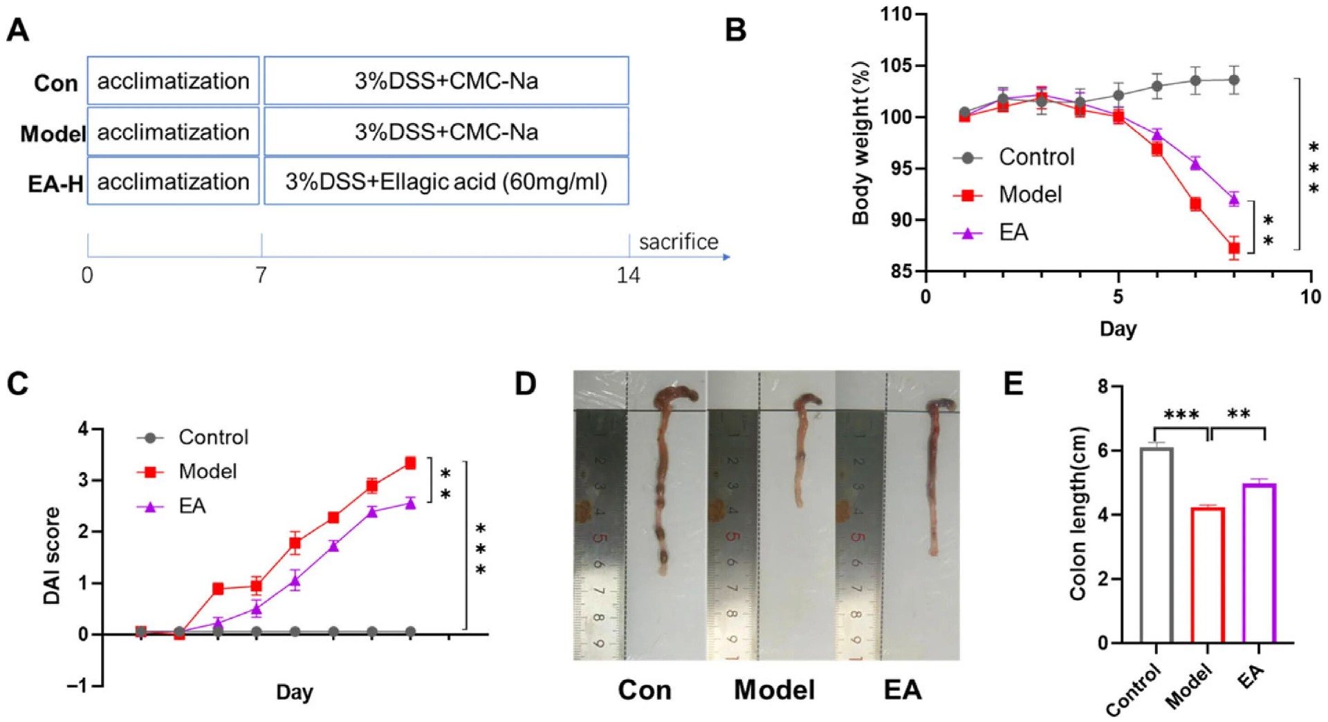 图5 EA 显著缓解 DSS 诱导的小鼠 UC 临床症状