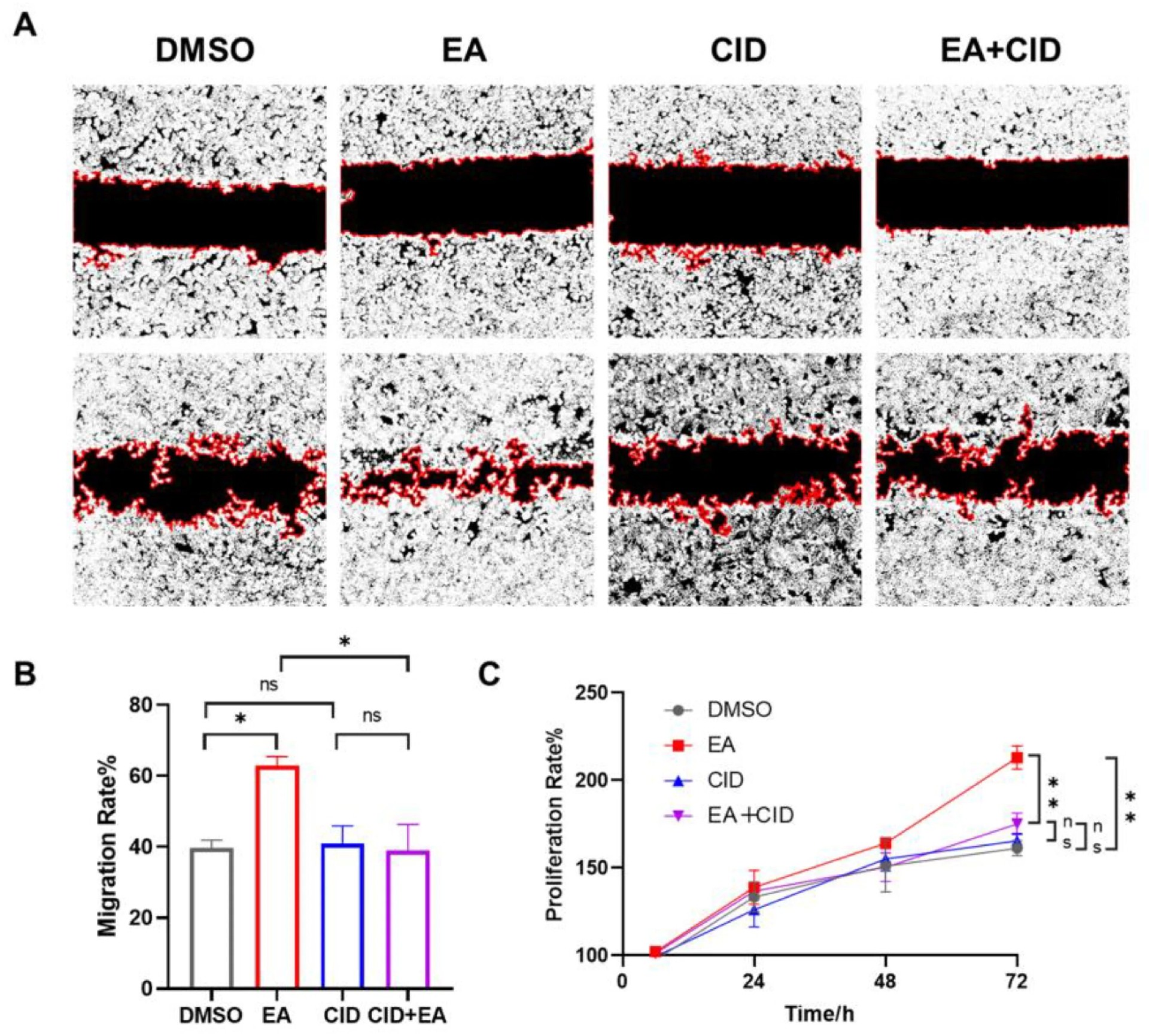 图7 EA 通过激活 GPR35 促进肠上皮细胞修复增殖