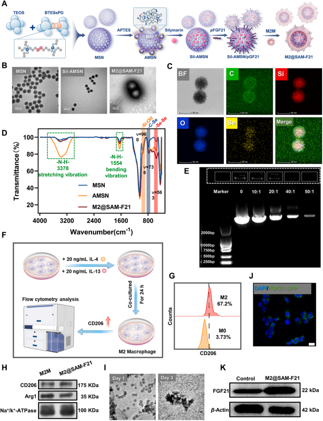 图1 | M2@SAM-F21的合成与表征