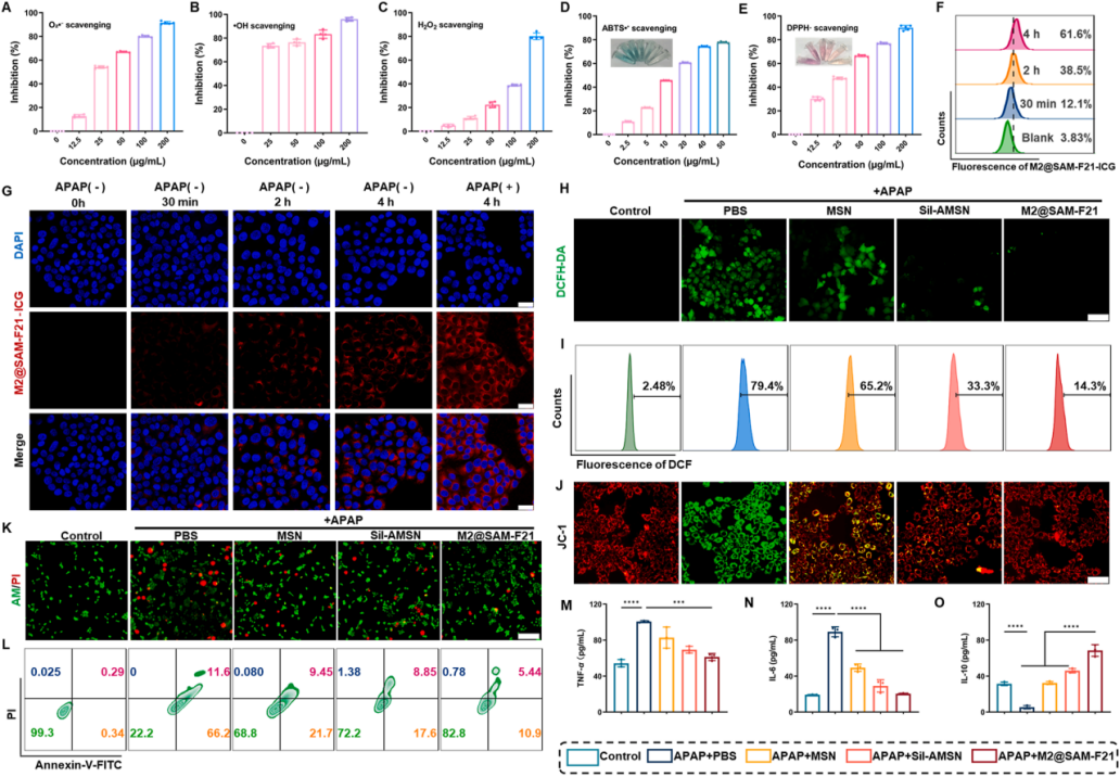 图2 | M2@SAM-F21的体外ROS清除和抗炎活性