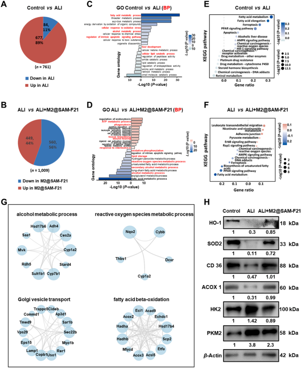 图7 | 基于蛋白质组学的M2@SAM-F21治疗机制研究