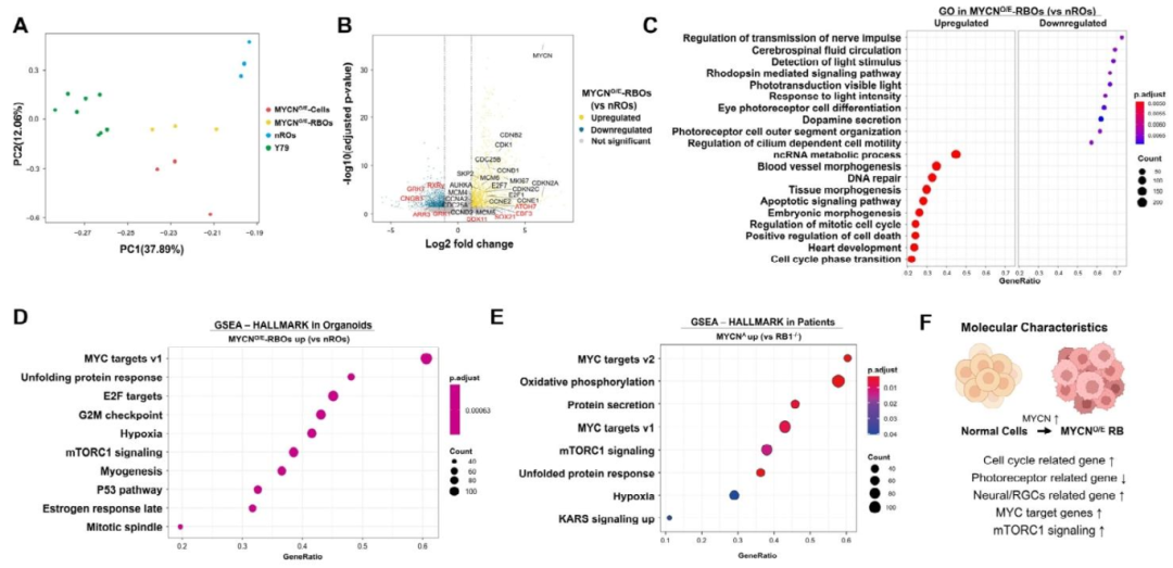 图 3：MYCN⁺类器官的转录组特征