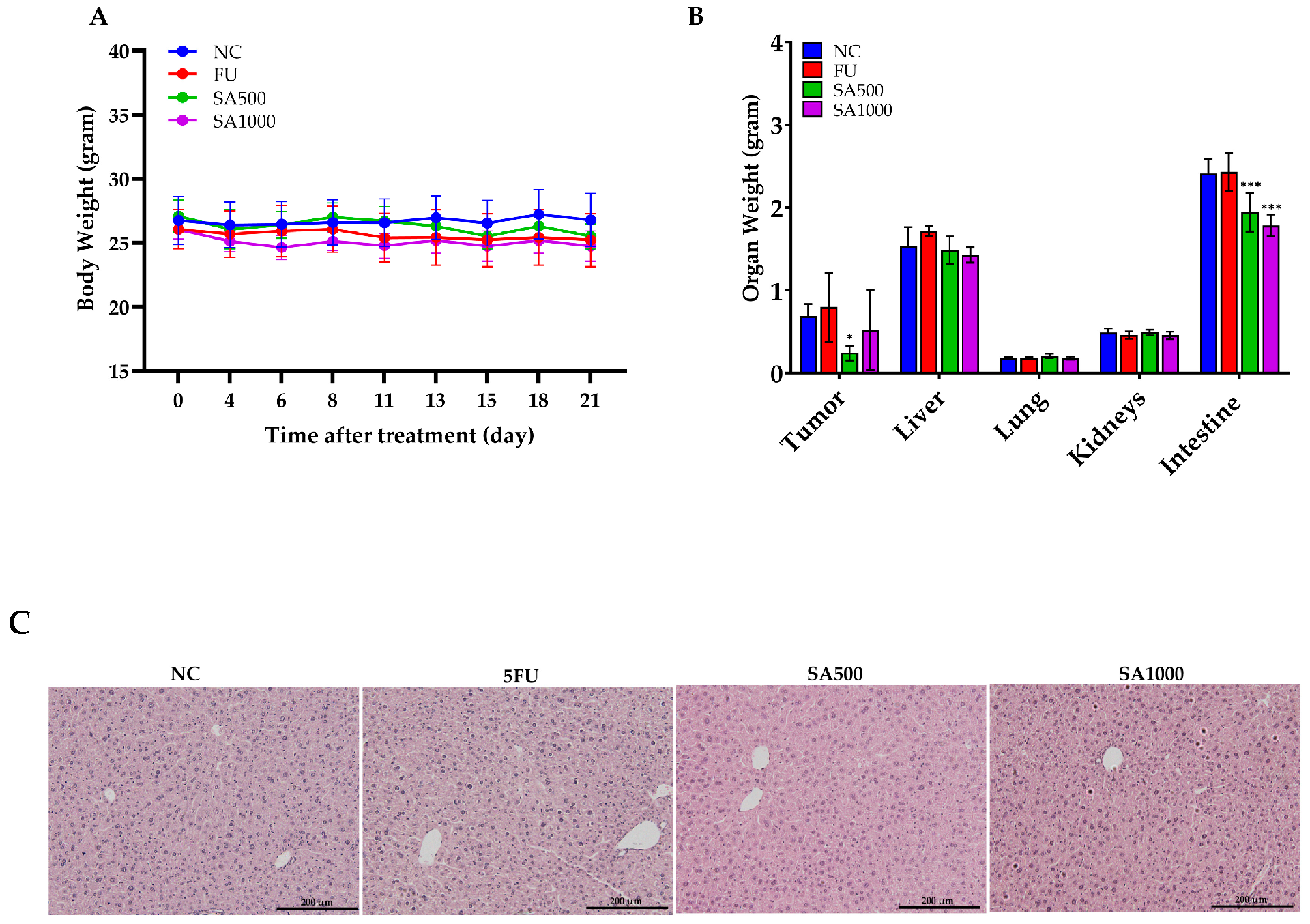 图5 SA 提取物对小鼠体重、脏器重量及肝脏组织学的影响