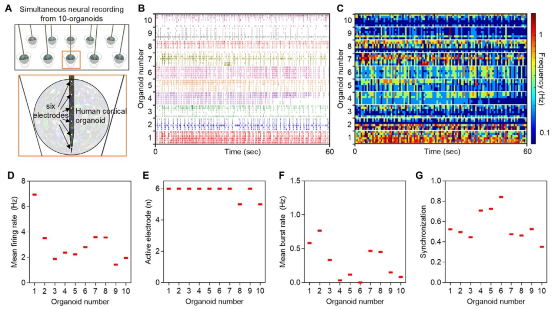 图 3：10 个皮质类器官的同步电生理记录