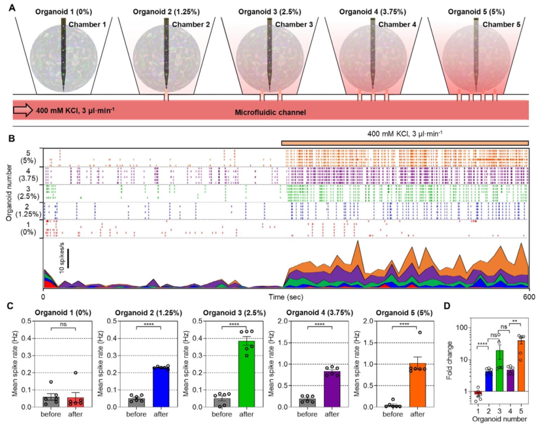 图 4：KCl 剂量依赖性的类器官电生理响应