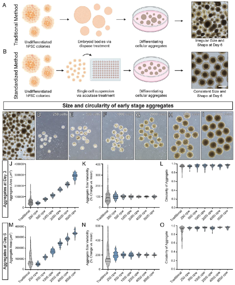 图 1：早期细胞聚集物的重复性优化