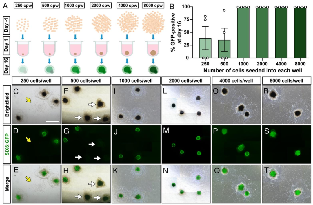 图 2：初始细胞密度对视网膜分化效率的影响
