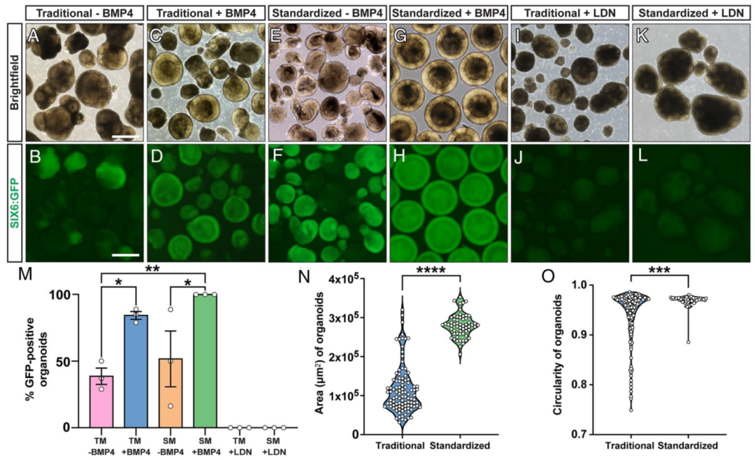 图 3：标准化方法与 BMP 信号的协同增效