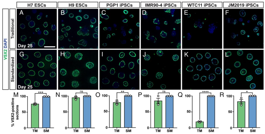图 4：跨 hPSC 系的效率验证
