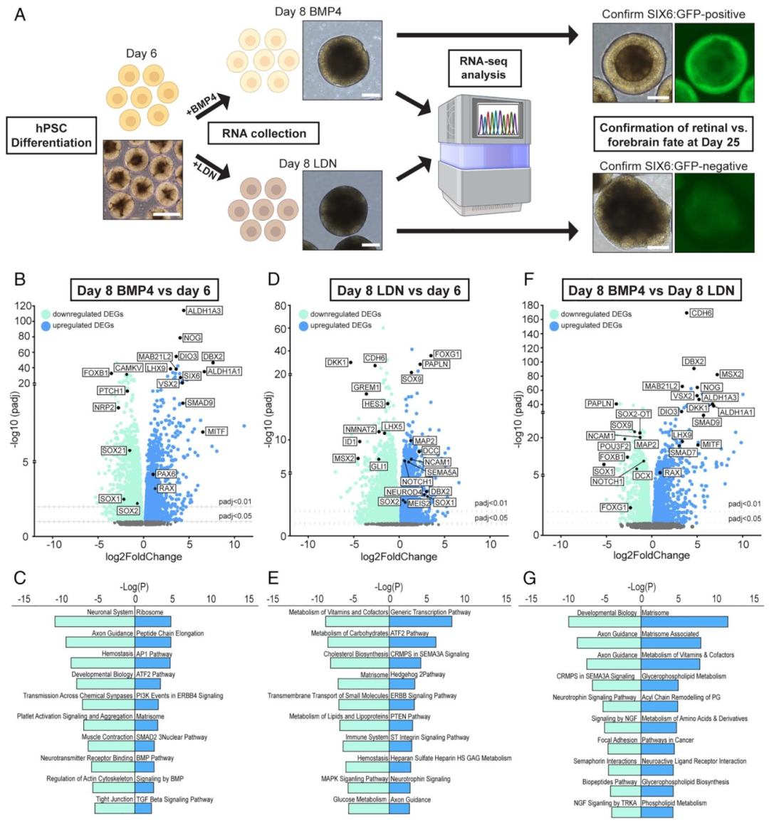 图 5：视网膜 / 前脑命运特化的早期转录差异