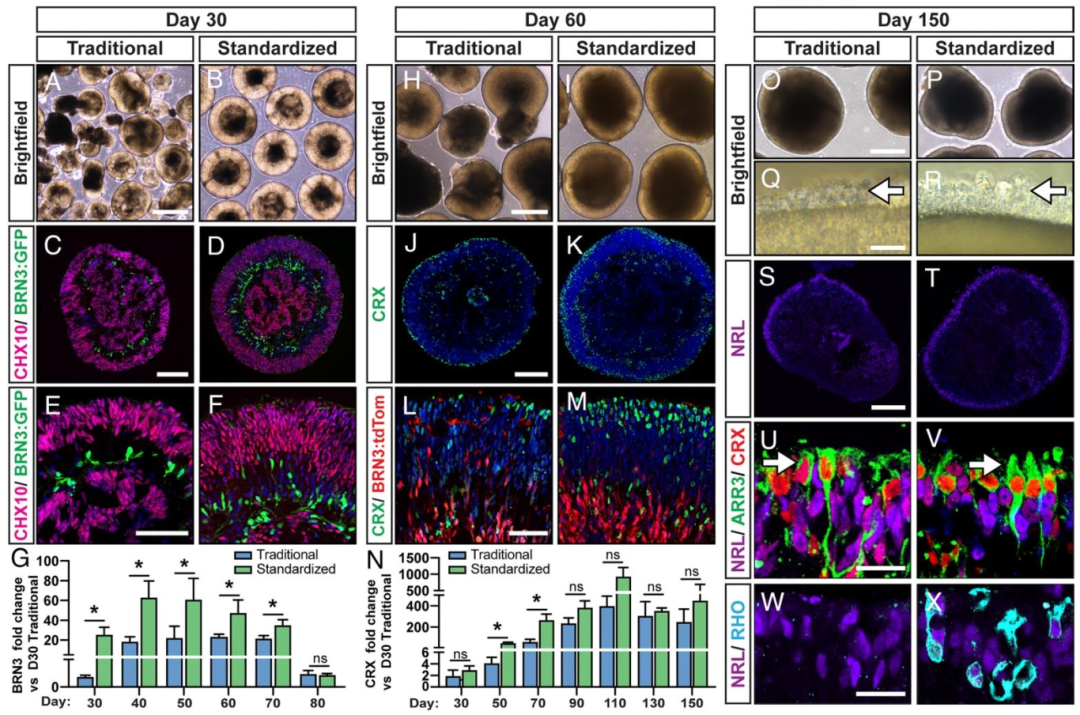 图 6：视网膜细胞分化的加速效应