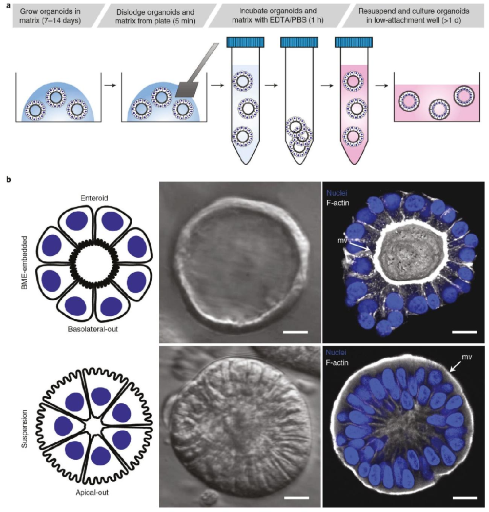 图 1：顶 - 外胃肠道类器官制备流程与极性对比