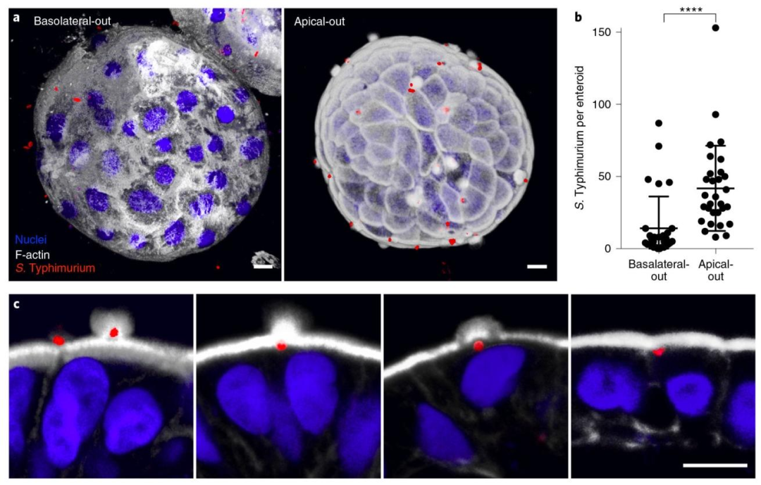 图 4：沙门氏菌感染顶 - 外肠类器官的实验验证