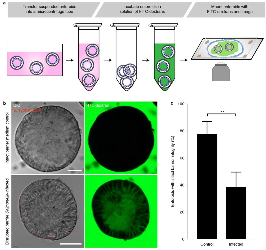 图 5：FITC - 葡聚糖扩散实验检测上皮屏障功能