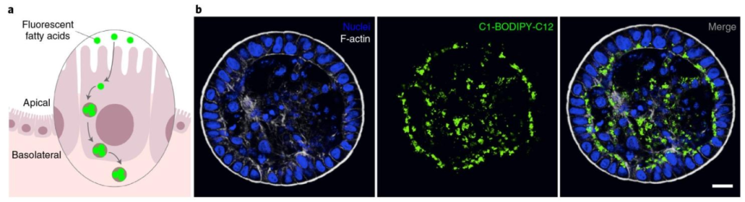 图 6：荧光脂肪酸吸收实验检测营养吸收功能