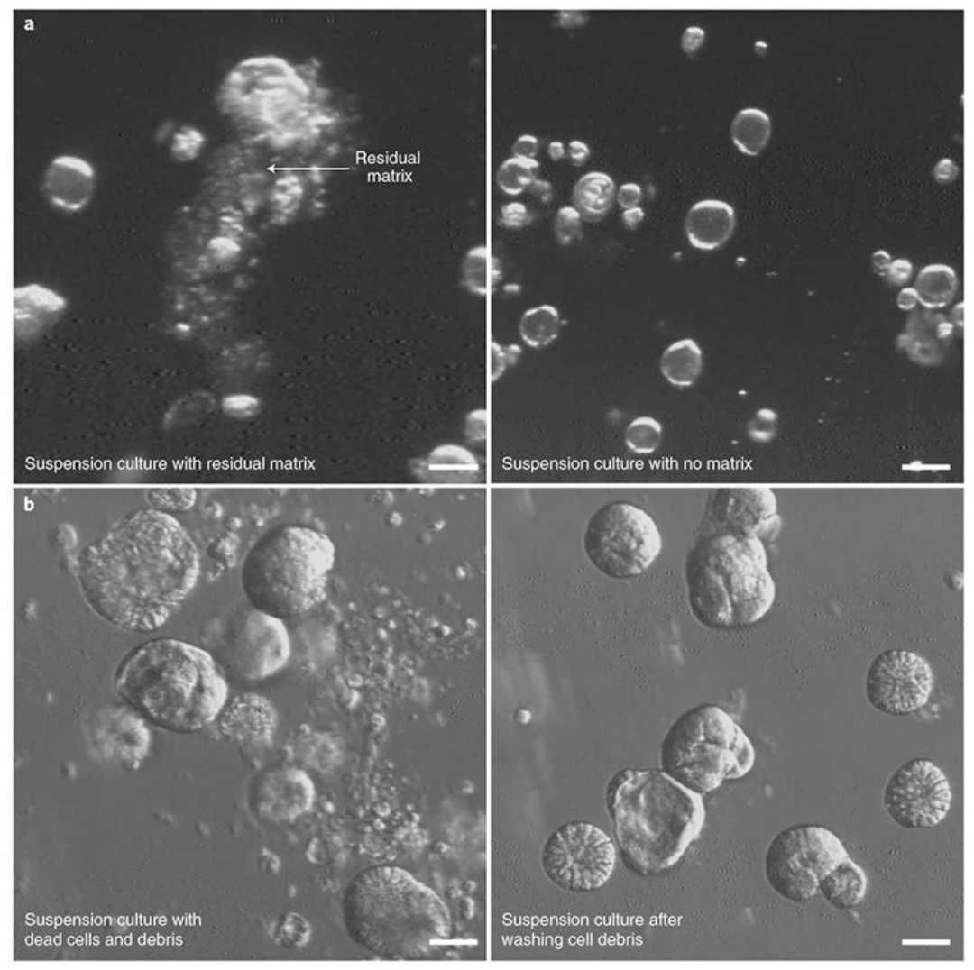 图 7：极性反转实验的常见问题与解决方案