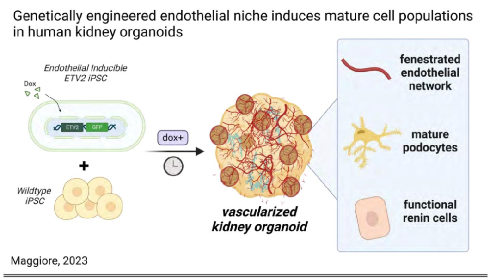 基于诱导性 ETV2-iPSC 的肾脏类器官血管化构建及其在足细胞成熟与肾素细胞生成中的应用
