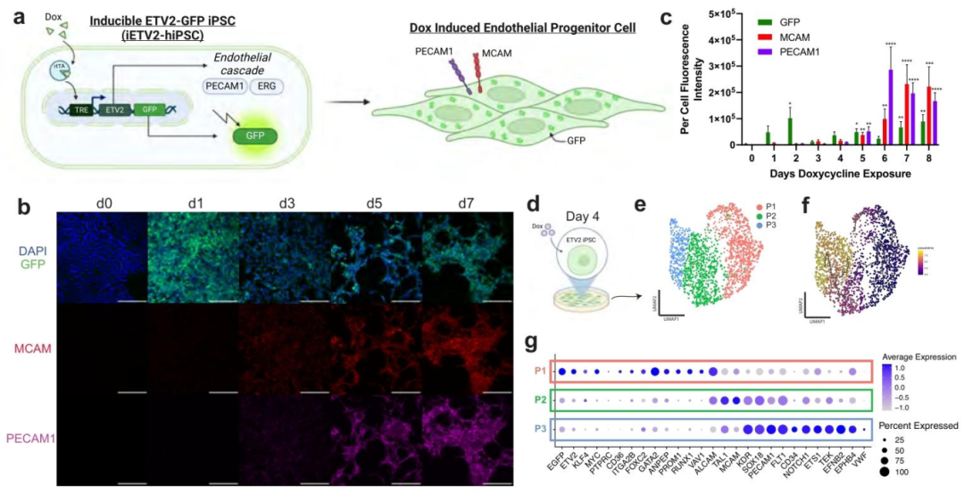图 1：iETV2-hiPSC 的内皮分化能力验证
