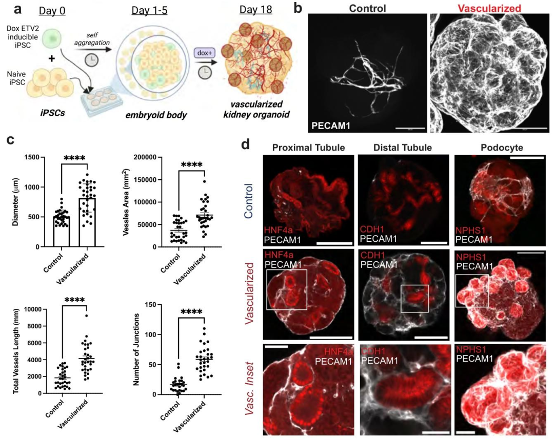 图 2：肾脏类器官血管化方法与定量分析