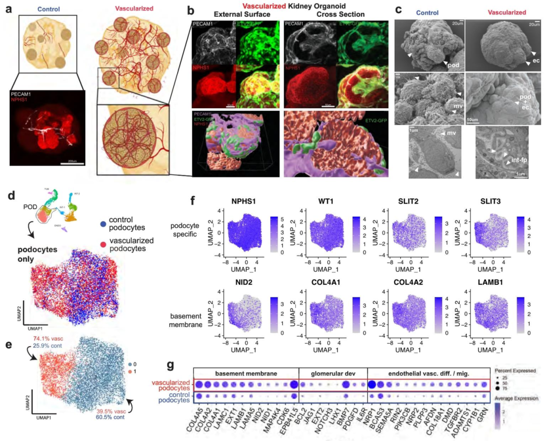 图 4：血管化促进足细胞成熟
