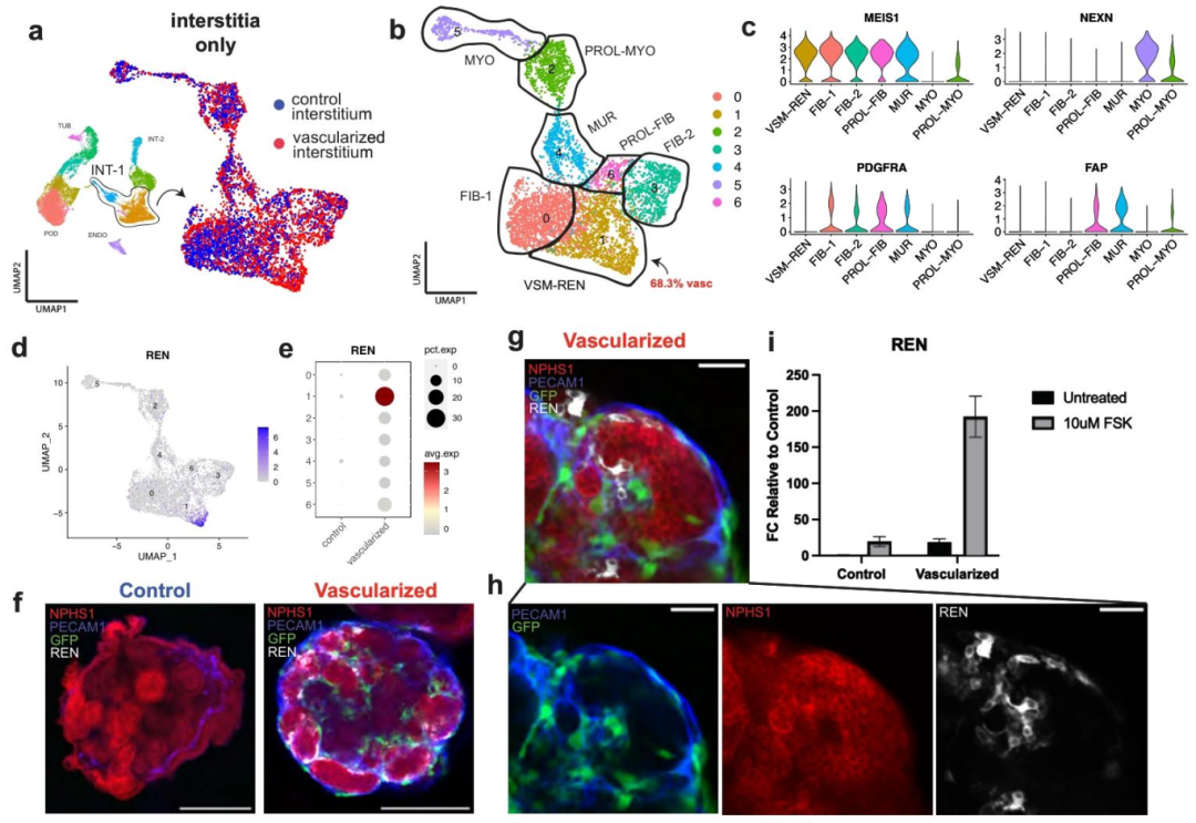 图 5：血管化诱导功能性肾素细胞生成