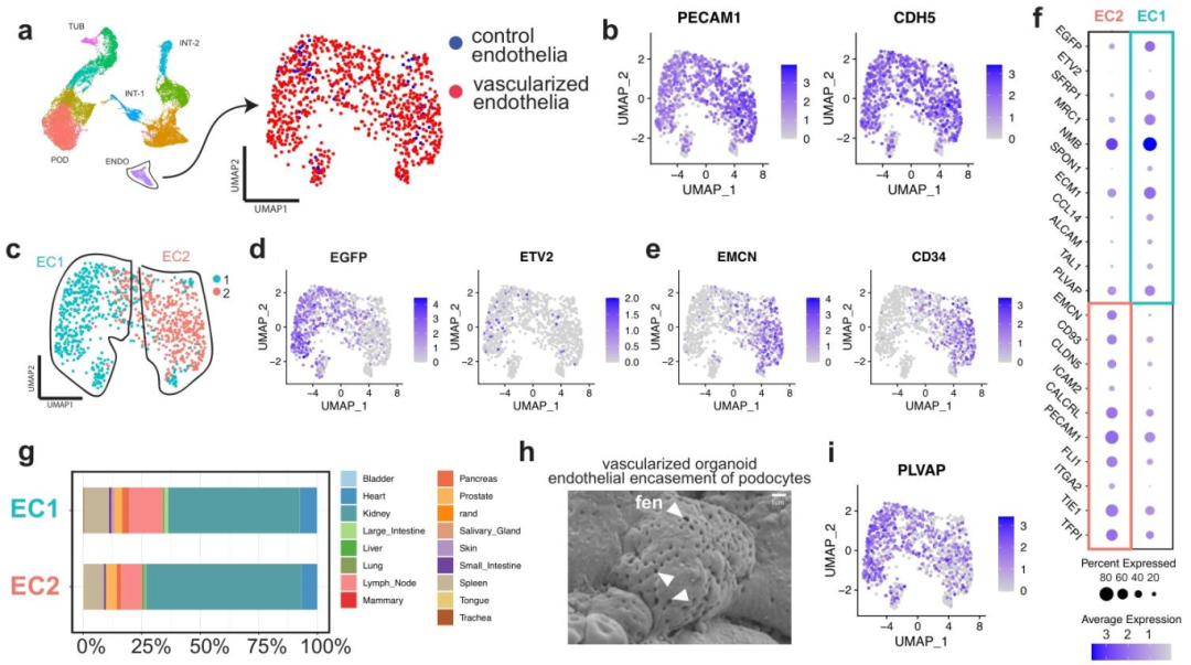 图 6：内皮细胞的肾脏特异性成熟