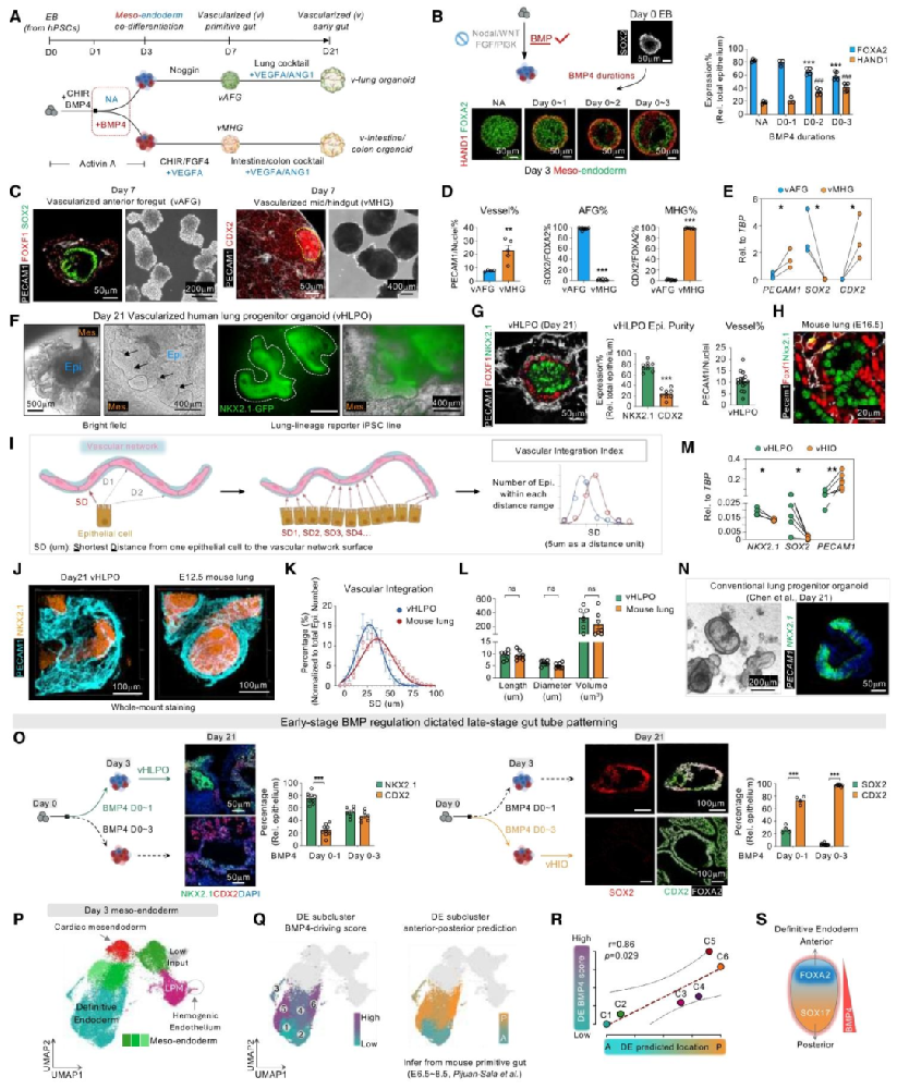 图 1：BMP 调控中内胚层共分化与血管化类器官生成
