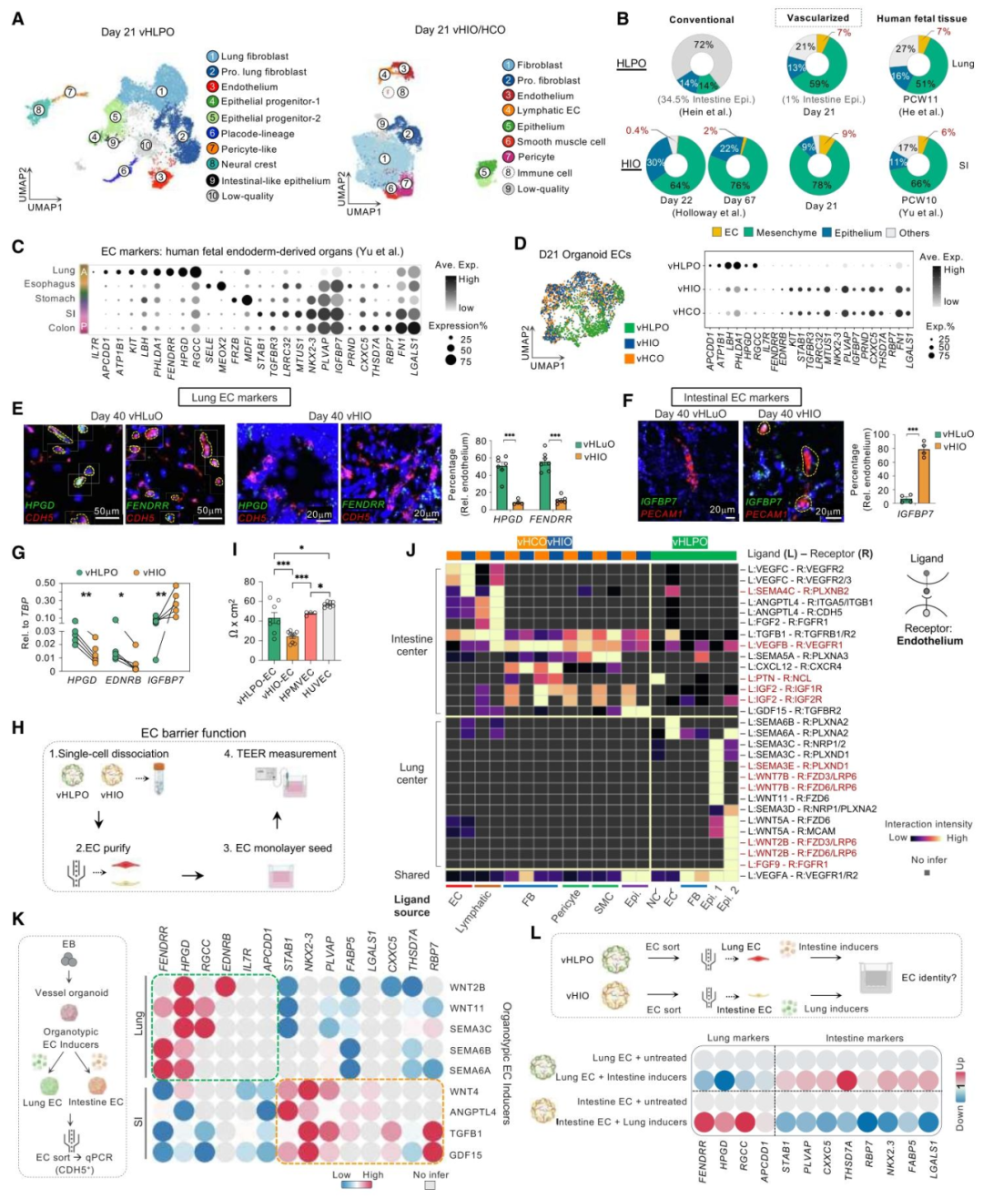 图 2：器官特异性内皮细胞的分子与功能特征