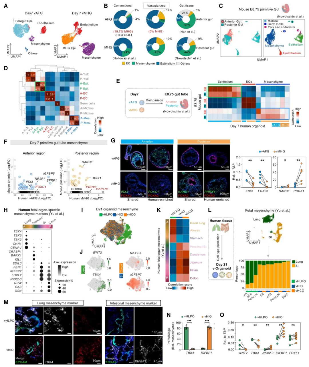 图 3：器官特异性间质细胞的鉴定与功能