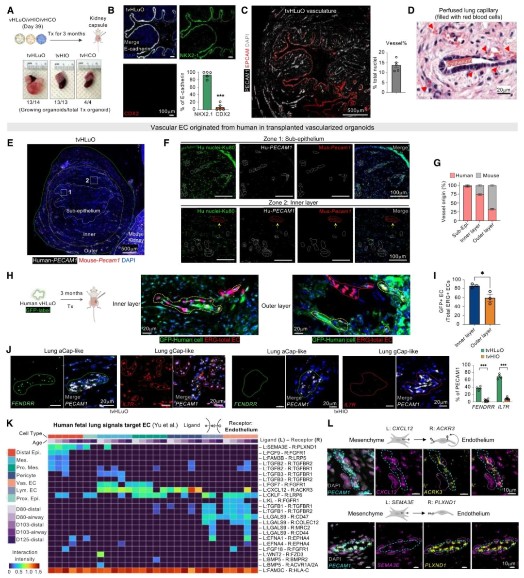 图 4：体内移植后类器官的成熟与血管整合