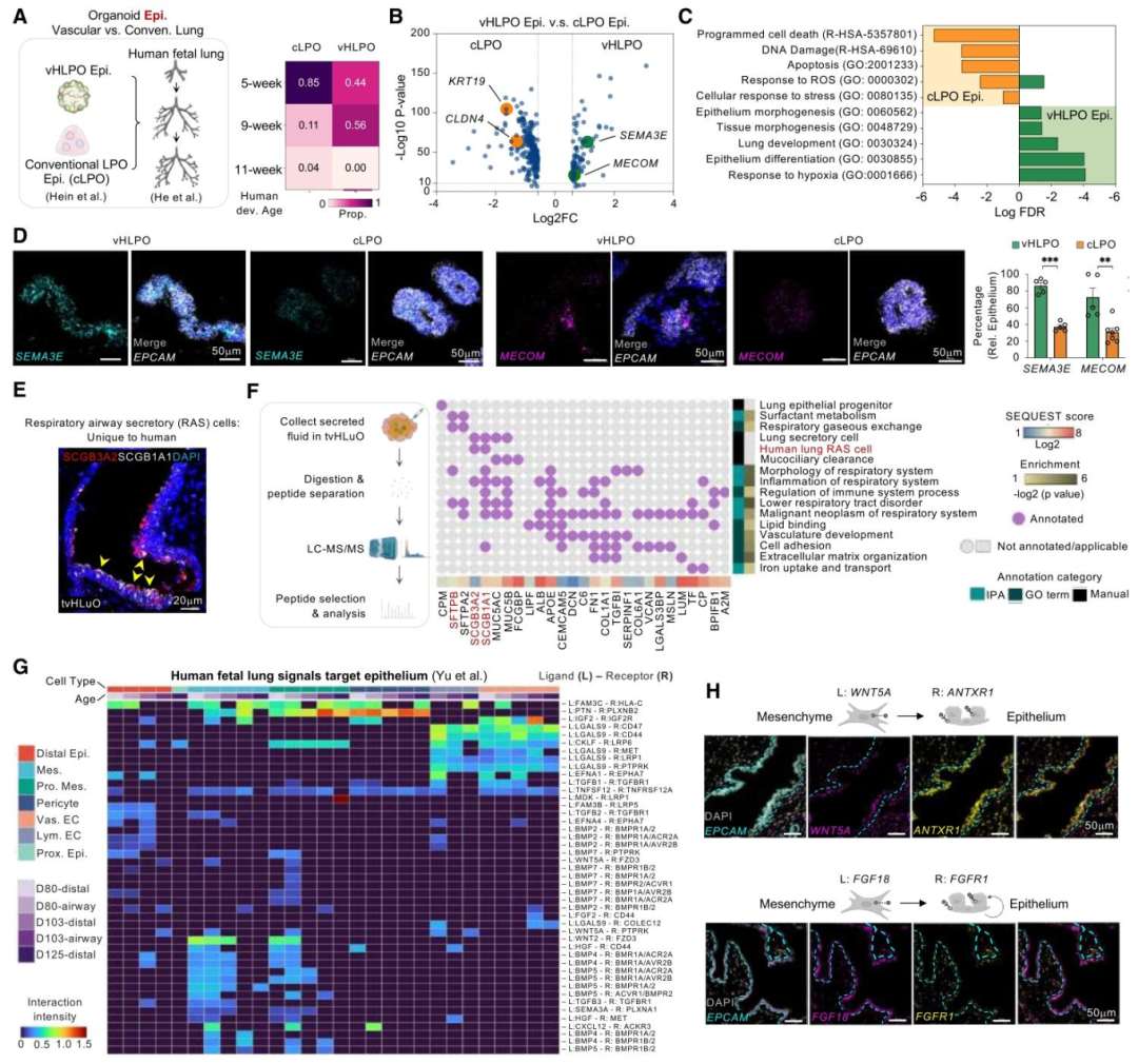 图 5：血管化促进上皮成熟与功能提升