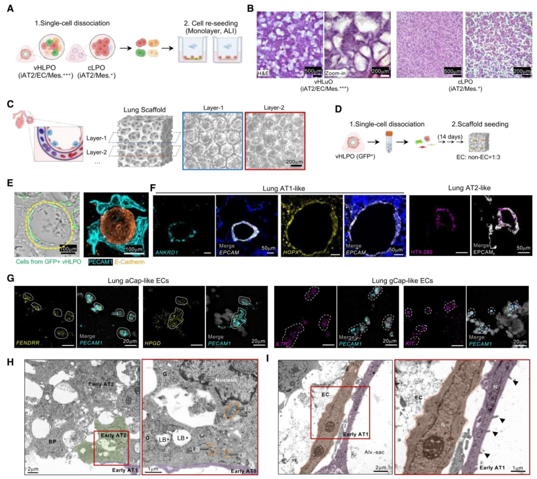 图 6：支架上肺泡结构的构建与超微形态