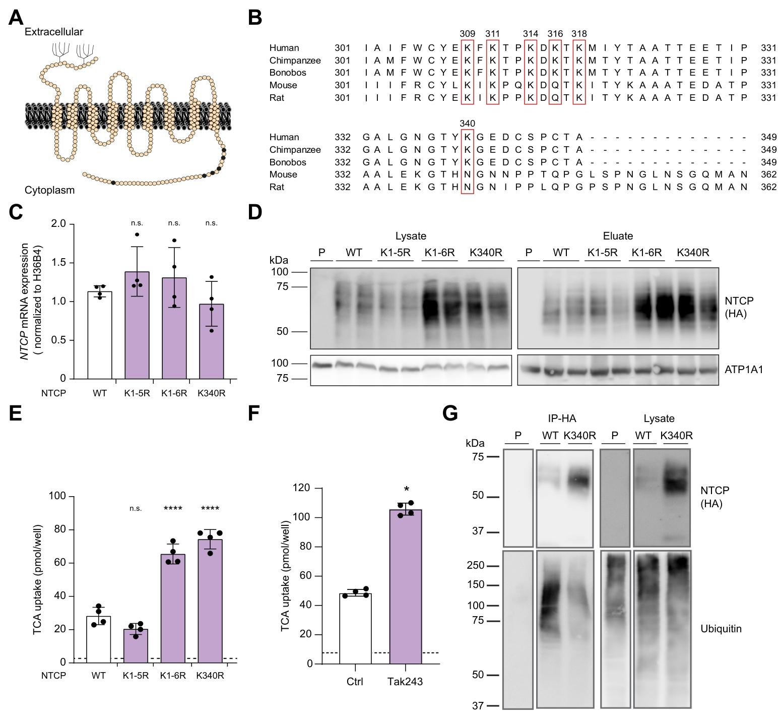 图 2：K340 是 NTCP 的核心泛素化位点，其突变增强膜定位与胆汁酸摄取