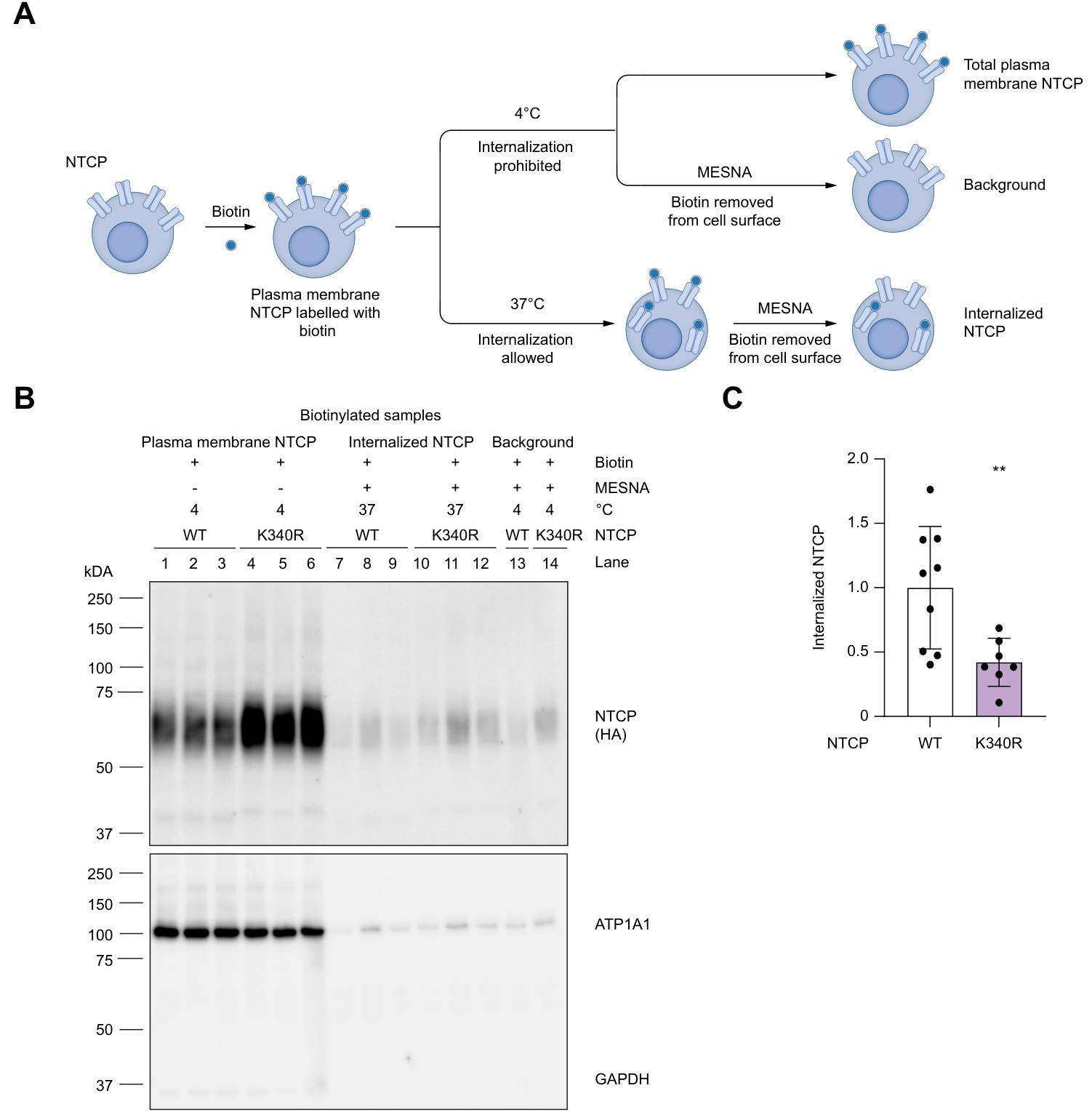 图 3：K340R 突变显著抑制 NTCP 的内吞过程