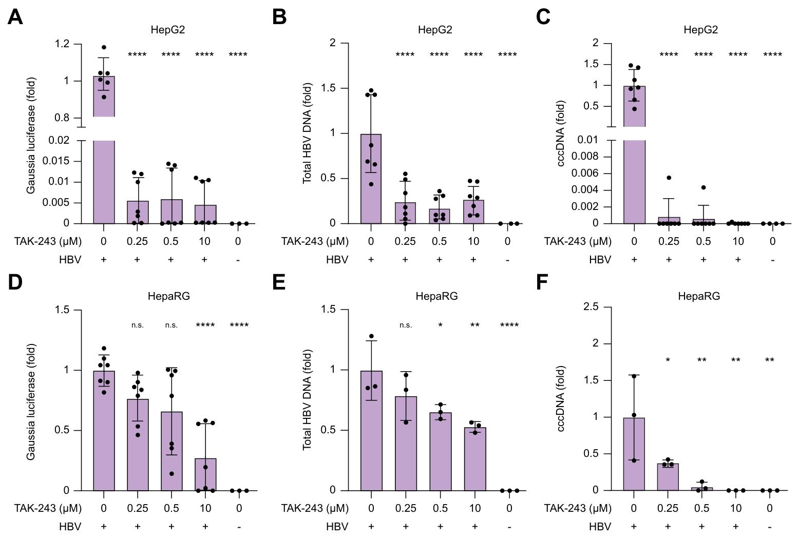 图 5：泛素化抑制剂 TAK-243 显著阻断 HBV 感染