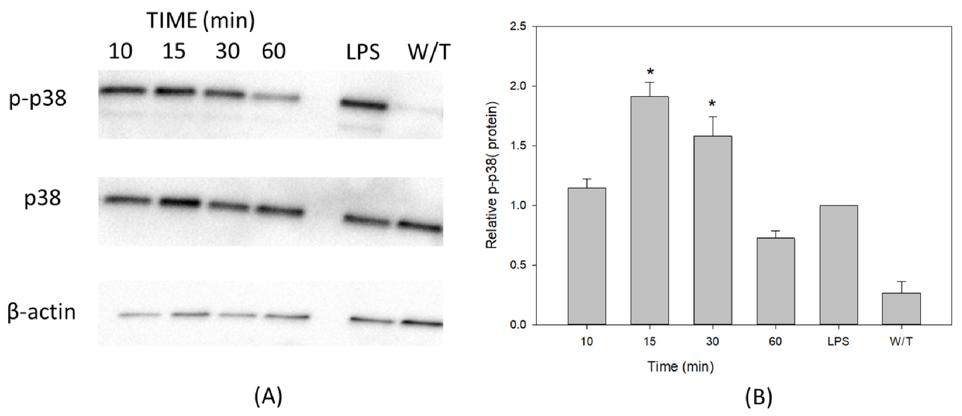 图 3：VCC 单体在 THP‑1 巨噬细胞中快速激活 p38 MAPK 磷酸化