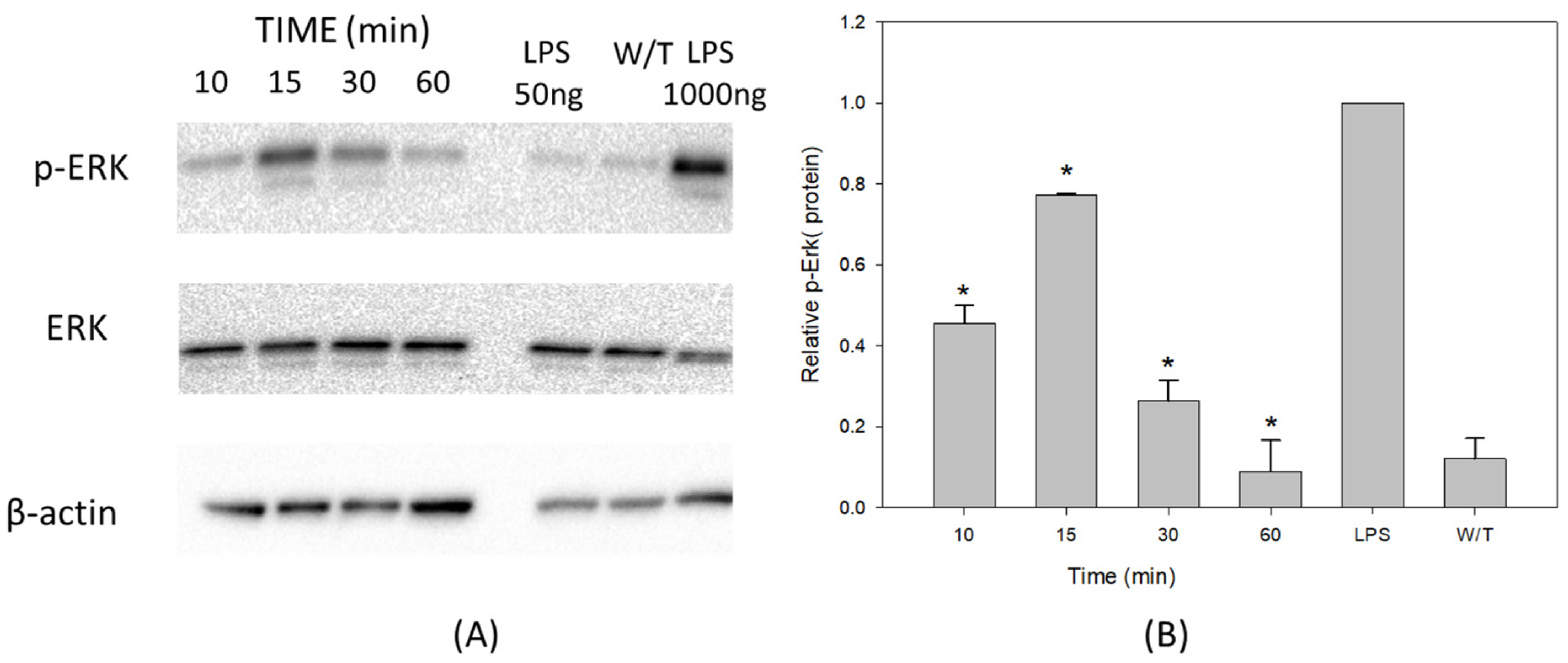 图 4：VCC 单体同步激活 ERK MAPK 磷酸化介导细胞存活信号