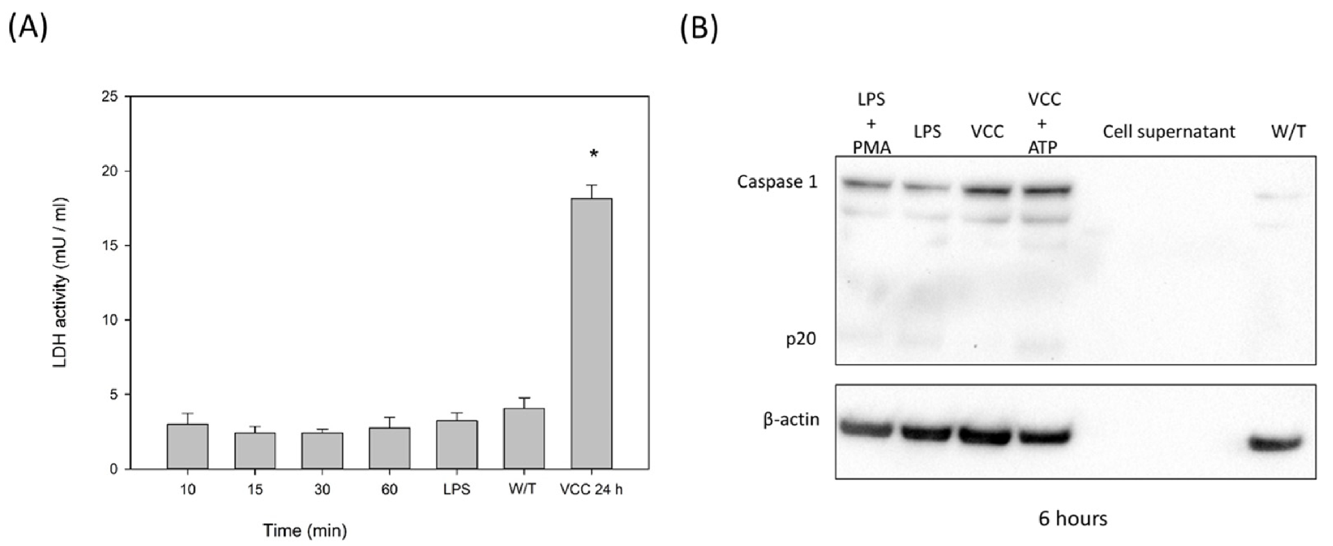 图 7：VCC 单体诱导 Caspase‑1 活化并最终引发巨噬细胞焦亡