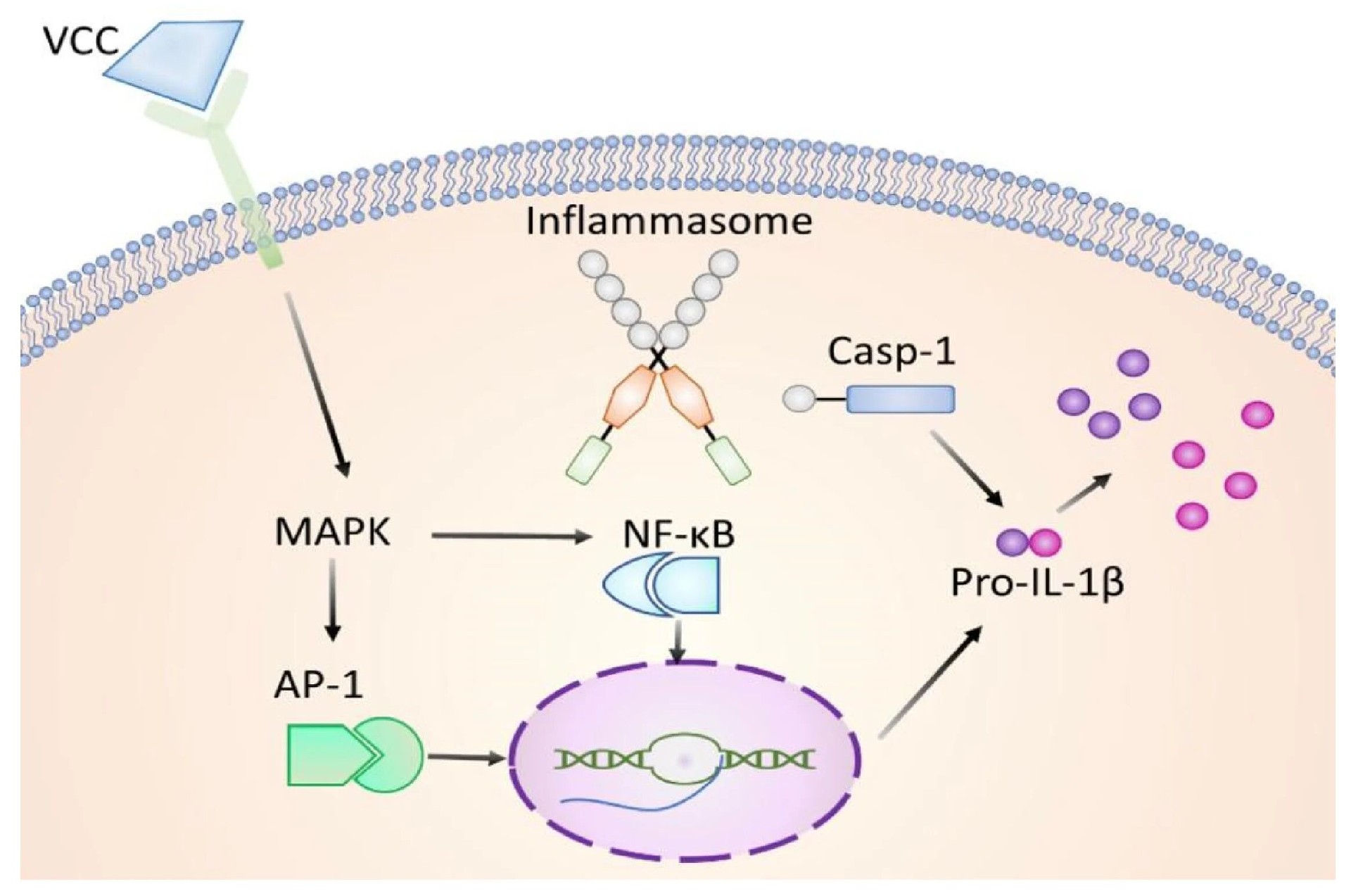 图 8：VCC 单体激活先天免疫反应的分子机制模式图