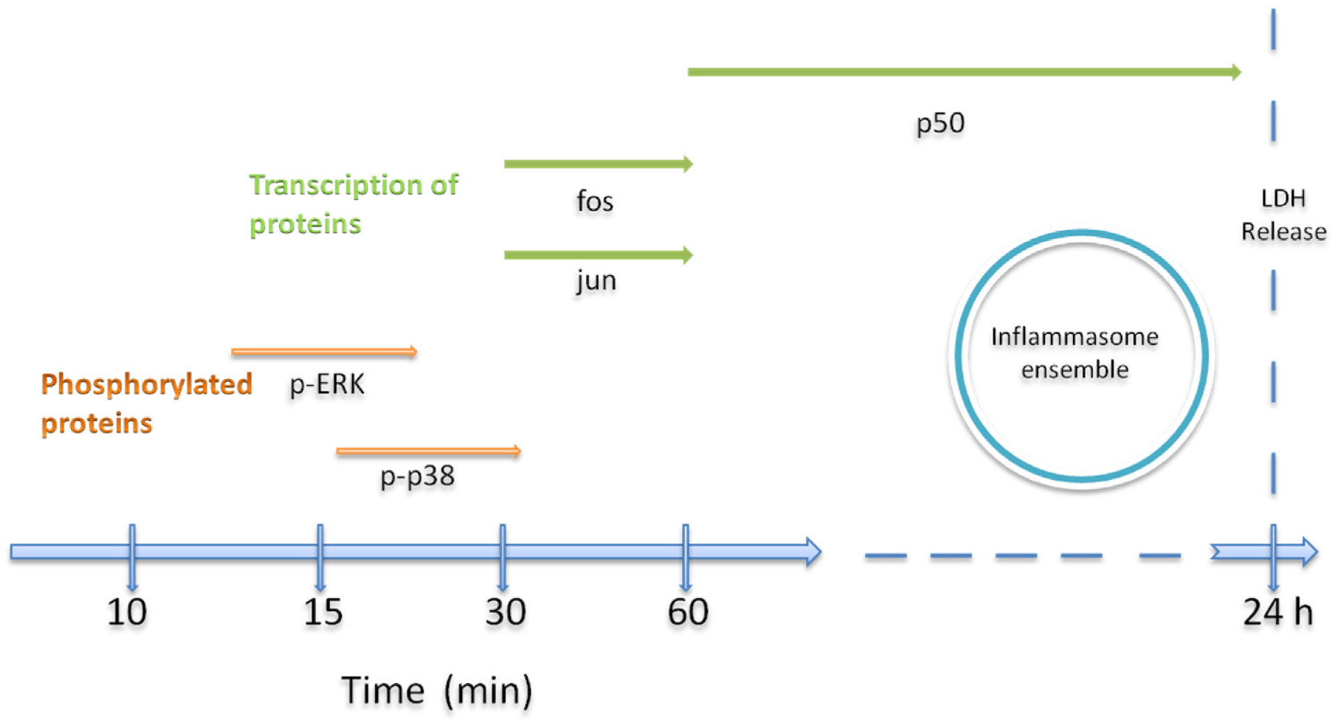 图 9：VCC 激活 MAPK 与下游转录因子的时间轴
