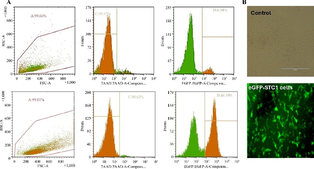 图1：双标记 STC-1 细胞系的构建与体内成像验证