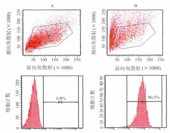 图1：流式细胞术鉴定 KC 纯度